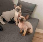 STUNNING MALE AND FEMALE DOVEN REX KITTENS FOR SALE